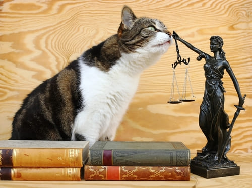 Você conhece os direitos dos animais?